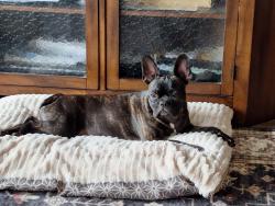 Lost Female Dog last seen Ford Idaho Center, Nampa, ID 83651