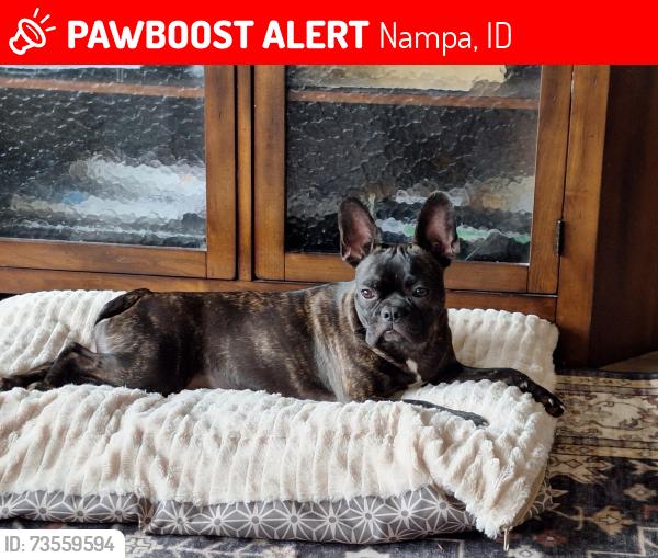 Lost Female Dog last seen Ford Idaho Center, Nampa, ID 83651