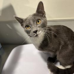Shelter Stray Male Cat last seen , 3607 N Armenia Ave, Tampa, FL 33607, USA
