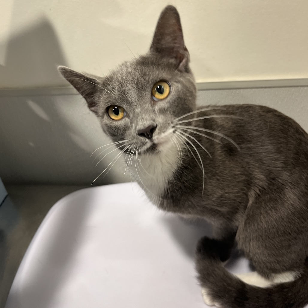 Shelter Stray Male Cat last seen , 3607 N Armenia Ave, Tampa, FL 33607, USA