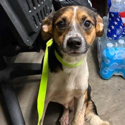 Shelter Stray Male Dog last seen , 3607 N Armenia Ave, Tampa, FL 33607, USA