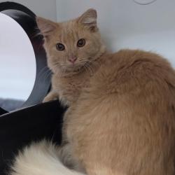 Shelter Stray Male Cat last seen , 8020 Washington St, Port Richey, FL 34668, USA