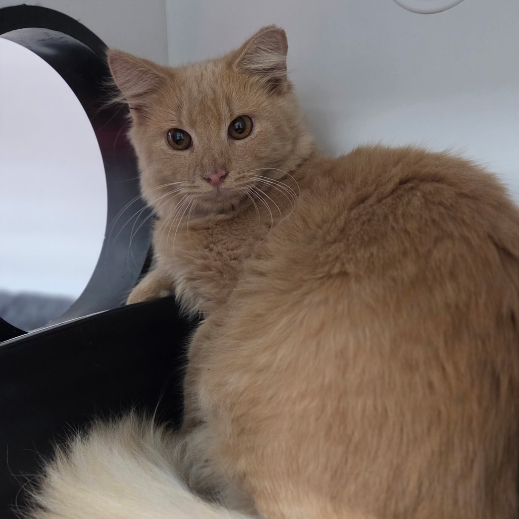 Shelter Stray Male Cat last seen , 8020 Washington St, Port Richey, FL 34668, USA