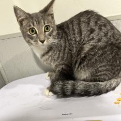 Shelter Stray Female Cat last seen , 3607 N Armenia Ave, Tampa, FL 33607, USA