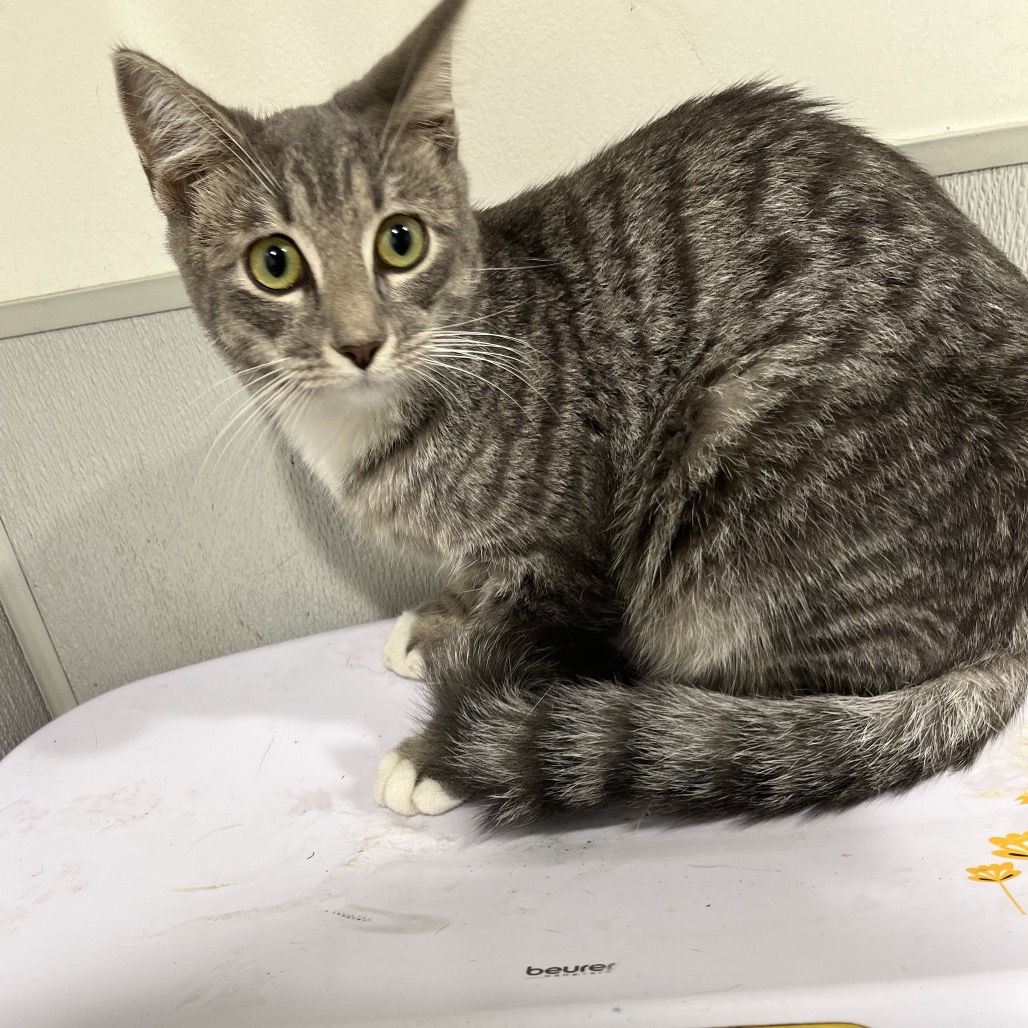 Shelter Stray Female Cat last seen , 3607 N Armenia Ave, Tampa, FL 33607, USA