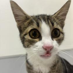 Shelter Stray Female Cat last seen , 3607 N Armenia Ave, Tampa, FL 33607, USA