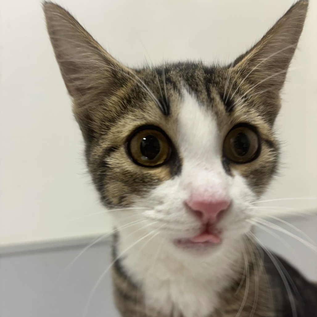 Shelter Stray Female Cat last seen , 3607 N Armenia Ave, Tampa, FL 33607, USA