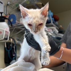 Shelter Stray Male Cat last seen , 361 S Raymond Ave, Pasadena, CA 91105, USA