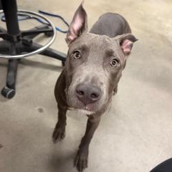 Shelter Stray Female Dog last seen , 3607 N Armenia Ave, Tampa, FL 33607, USA