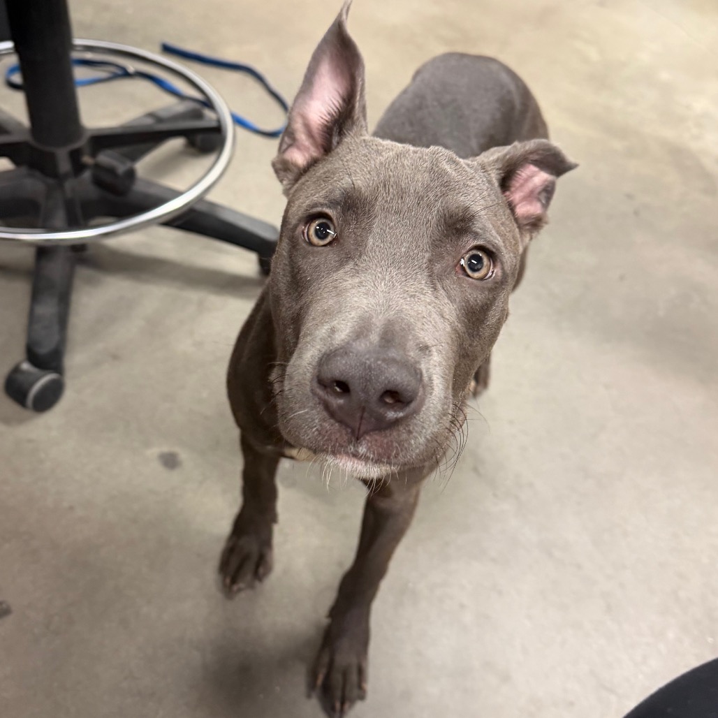 Shelter Stray Female Dog last seen , 3607 N Armenia Ave, Tampa, FL 33607, USA