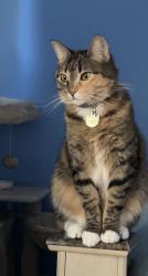 Reunited Female Cat last seen Military Pkwy, Mesquite, TX 75149