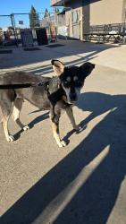 Shelter Stray Female Dog last seen Near E Sonora St, Stockton, CA 95203, USA, 1575 S Lincoln St, Stockton, CA 95206, USA