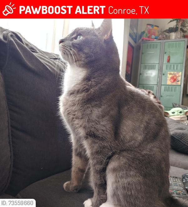 Lost Male Cat last seen Stone Gate and Chateau Woods, Conroe, TX 77385