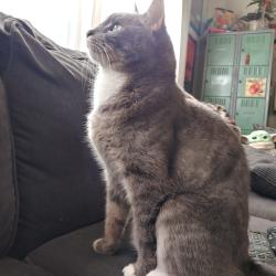 Lost Male Cat last seen Stone Gate and Chateau Woods, Conroe, TX 77385