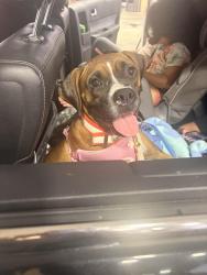 Lost Female Dog last seen Kyle st and helendale Av, Los Angeles, CA 91040