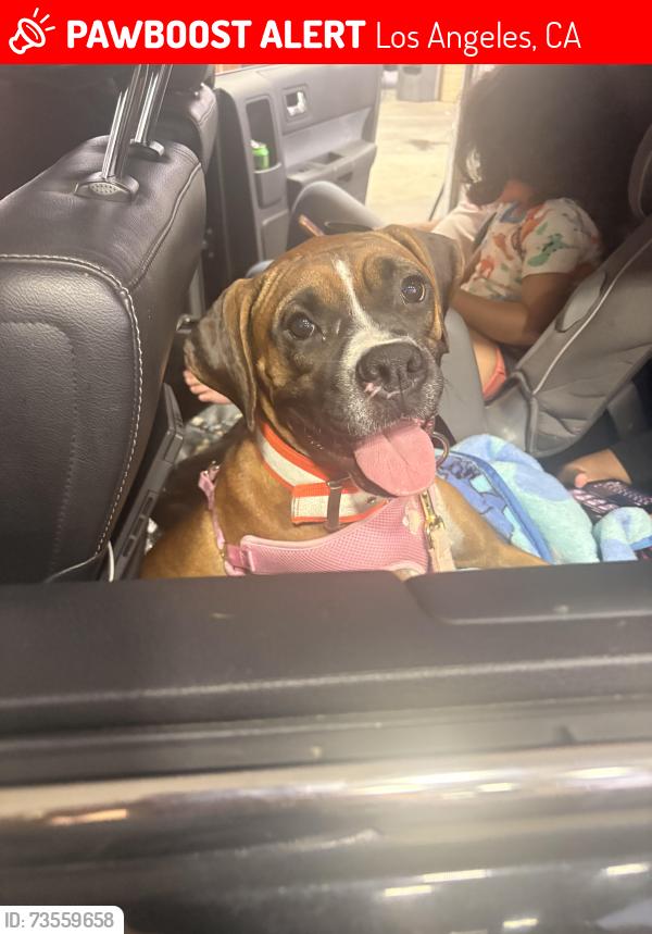 Lost Female Dog last seen Kyle st and helendale Av, Los Angeles, CA 91040