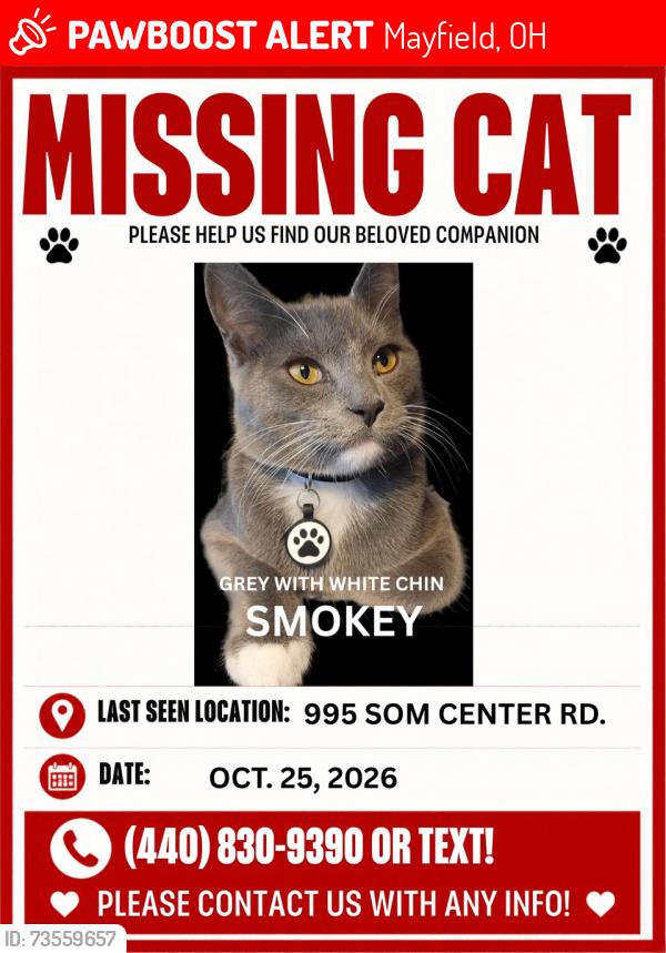 Lost Male Cat last seen Near SOM CENTER RD., Mayfield, OH 44143