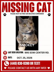 Lost Male Cat last seen Near SOM CENTER RD., Mayfield, OH 44143