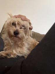 Lost Male Dog last seen Terra vista dr and N dove tree, Eastvale, CA 92880