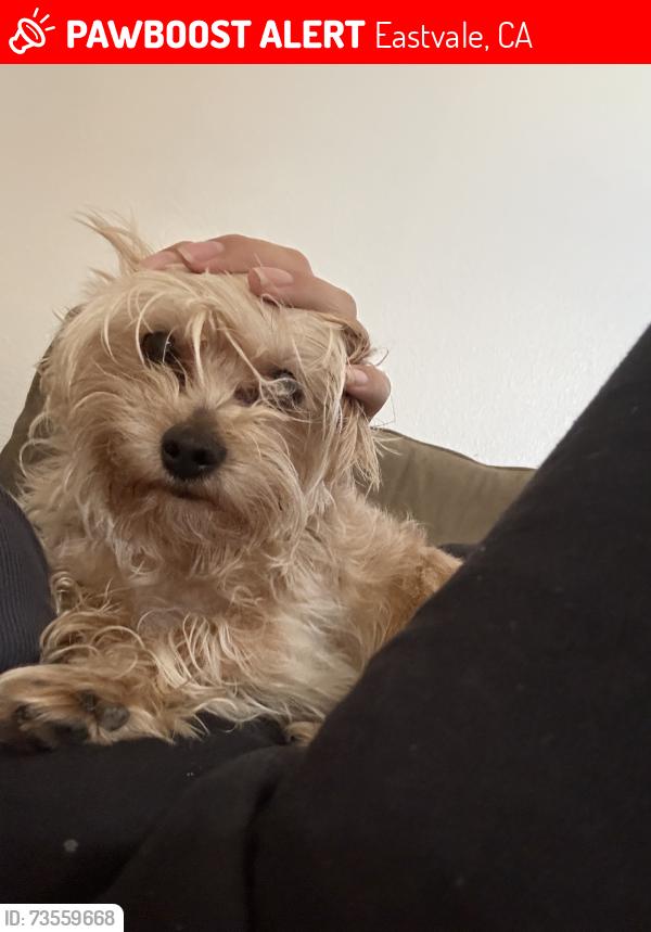 Lost Male Dog last seen Terra vista dr and N dove tree, Eastvale, CA 92880