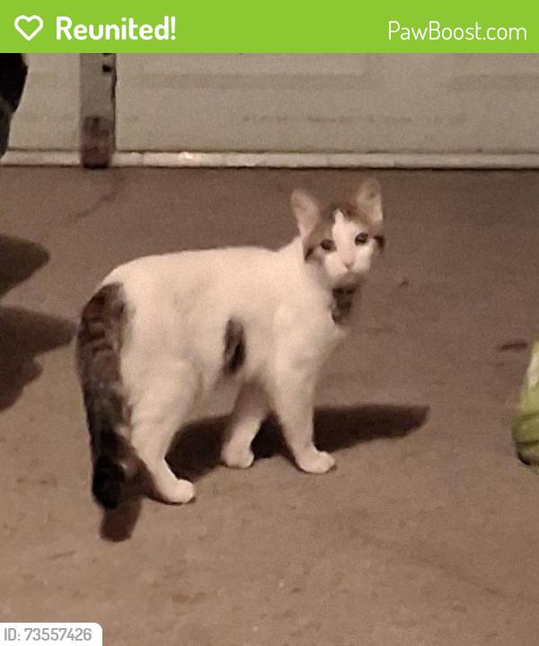 Reunited Unknown Cat last seen Van Buren, Hopkins, MN 55305
