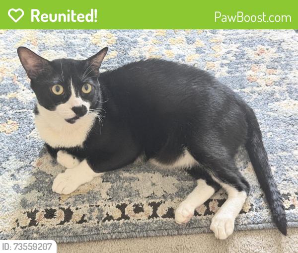 Reunited Male Cat last seen Near Ceres Ave, Fontana, CA 92335, USA, Fontana, CA 92335
