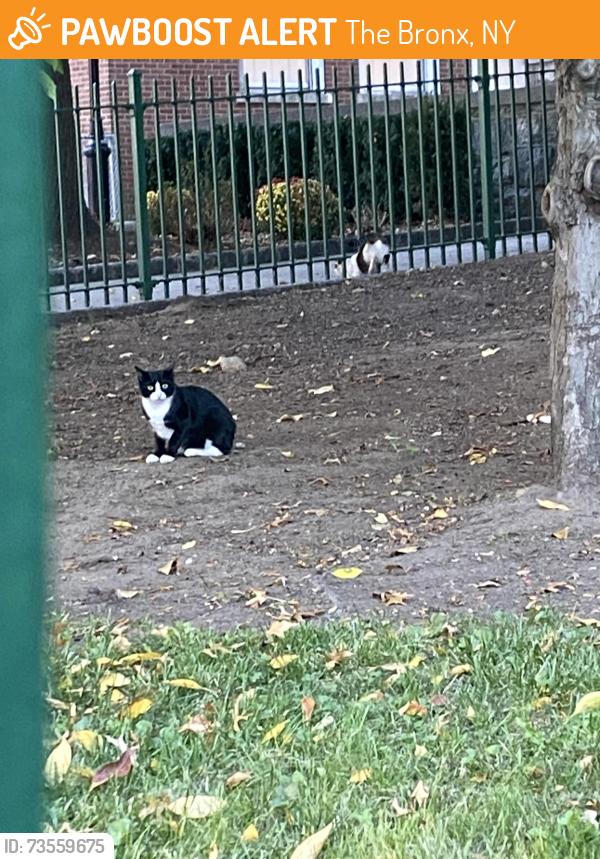 Found/Stray Unknown Cat last seen Manhattan college parkway, The Bronx, NY 10471