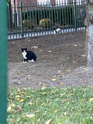 Found/Stray Unknown Cat last seen Manhattan college parkway, The Bronx, NY 10471