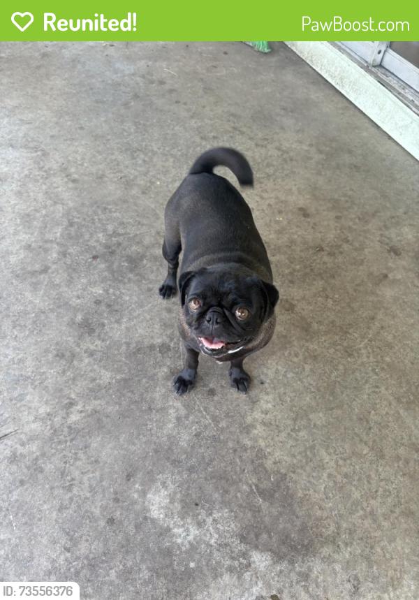 Reunited Female Dog last seen Near Medicine Bow Dr, Modesto, CA 95355, USA, Modesto, CA 95355