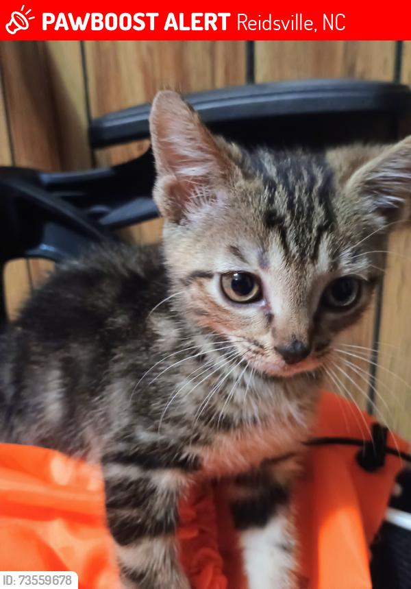 Lost Female Cat last seen Penn Lake Dr in Reidsville, Reidsville, NC 27320