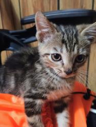Lost Female Cat last seen Penn Lake Dr in Reidsville, Reidsville, NC 27320