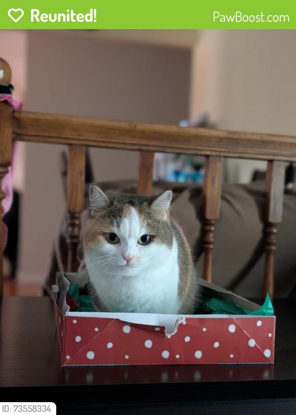 Reunited Female Cat last seen Norwood creek, San Jose, CA 95148