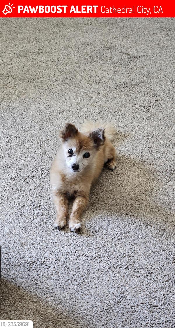 Lost Male Dog last seen Via La Paz and Concepcion, Cathedral City, CA 92234