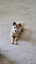 Lost Male Dog last seen Via La Paz and Concepcion, Cathedral City, CA 92234