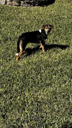 Found/Stray Female Dog last seen Westmoore, Richmond, TX 77407