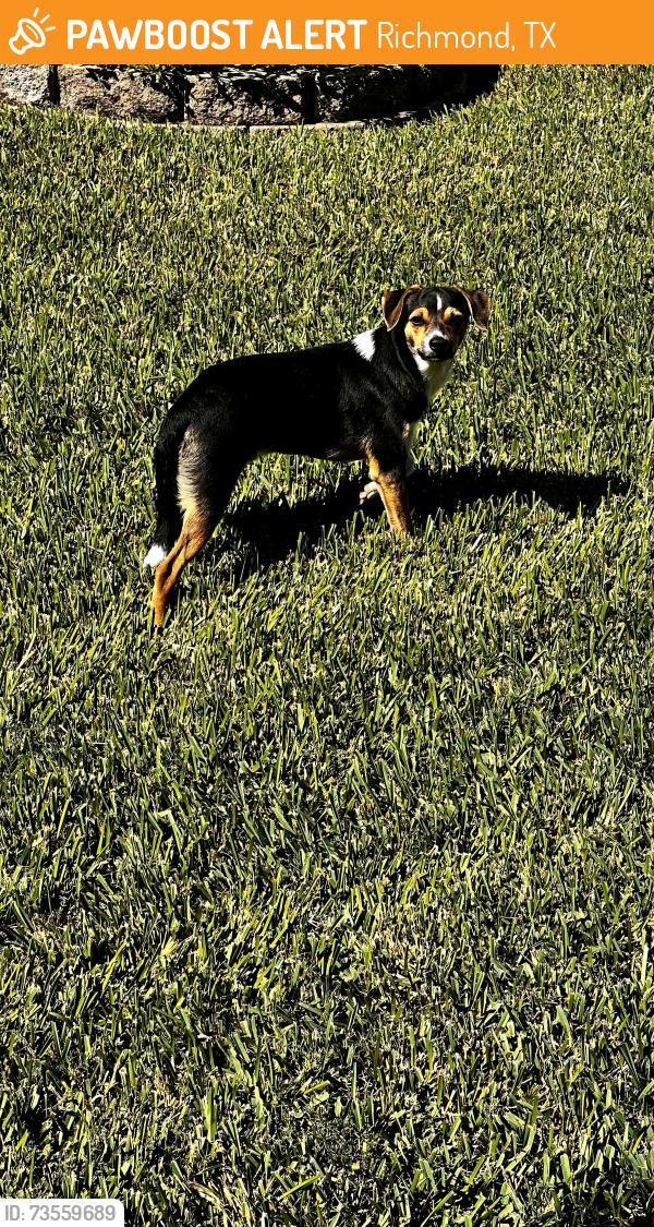 Found/Stray Female Dog last seen Westmoore, Richmond, TX 77407