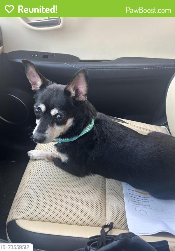 Reunited Female Dog last seen W Bardin and Kelly Elliott, Arlington, TX 76017