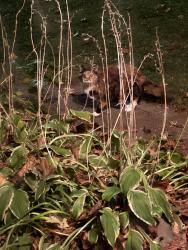 Found/Stray Unknown Cat last seen First and first, North Saint Paul, MN 55109