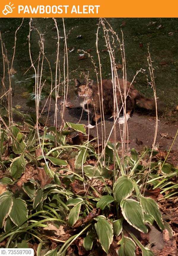 Found/Stray Unknown Cat last seen First and first, North Saint Paul, MN 55109
