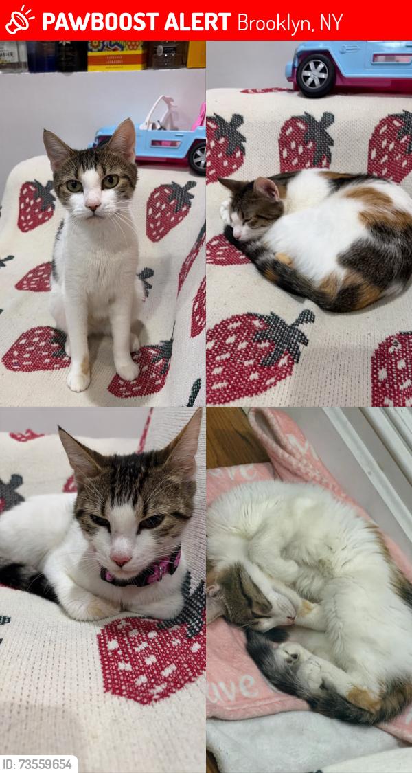 Lost Female Cat last seen Fountain Ave and between Atlantic Ave and Liberty Ave, Brooklyn, NY 11208