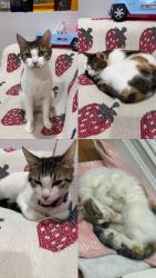 Lost Female Cat last seen Fountain Ave and between Atlantic Ave and Liberty Ave, Brooklyn, NY 11208