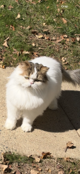 Lost Male Cat last seen Ashburn heights dr, Ashburn, VA 20148