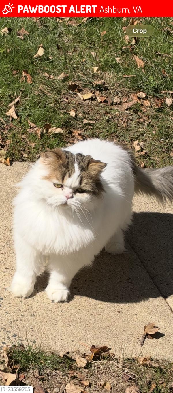 Lost Male Cat last seen Ashburn heights dr, Ashburn, VA 20148