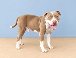 Shelter Stray Male Dog last seen , 4275 Elton St, Baldwin Park, CA 91706, USA