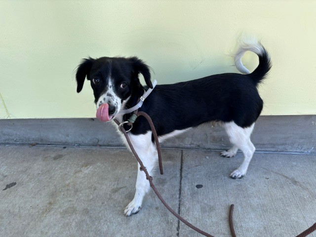 Shelter Stray Male Dog last seen , 4275 Elton St, Baldwin Park, CA 91706, USA