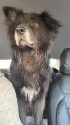 Reunited Male Dog last seen Nw 175 street , 32nd Ave Miami Gardens, Miami Gardens, FL 33056