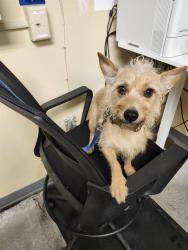 Shelter Stray Male Dog last seen Near BLOCK S 222ND PL, KENT WA 98032, 21615 64th Ave S, Kent, WA 98032, USA