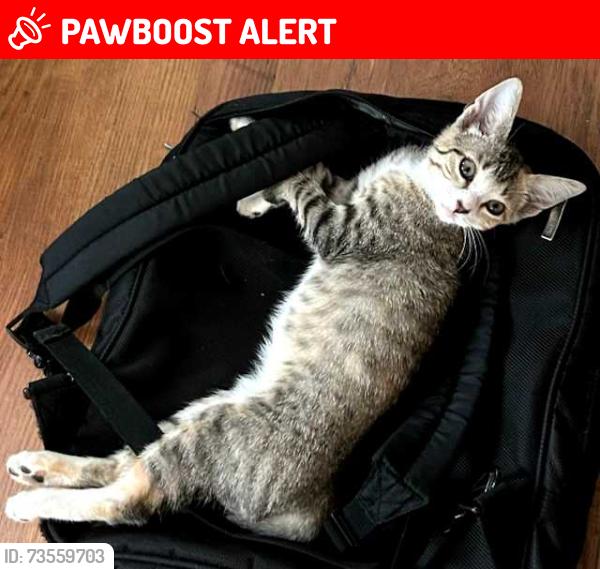 Lost Female Cat last seen Simpson Way NW, Gwinnett County, GA 30044
