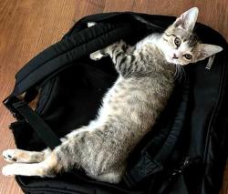 Lost Female Cat last seen Simpson Way NW, Gwinnett County, GA 30044