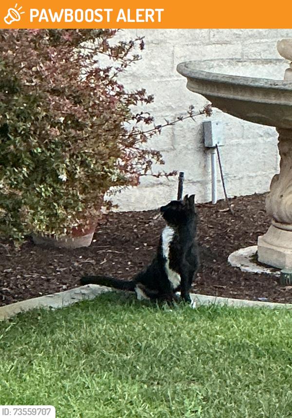 Found/Stray Female Cat last seen Forester and Peppermill, Huntington Beach, CA 92648